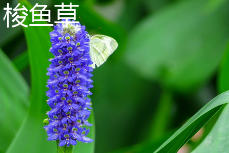 pickerelweed 