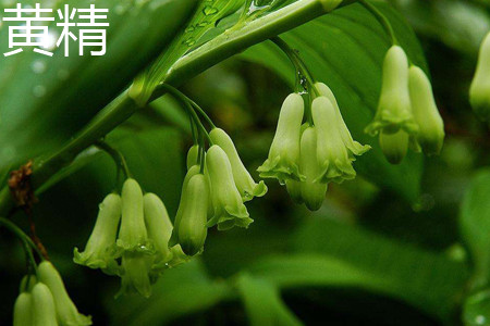 Polygonatum