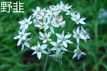 Fragrant-flowered Garlic