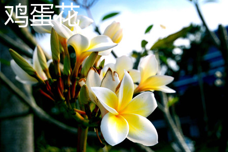 Plumeria rubra