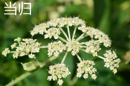 Angelica flower jpg