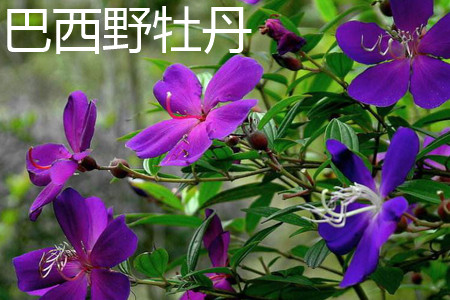 Tibouchina semidecandra 