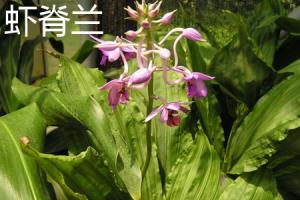 The difference between prawn ridge orchid and Rhododendron orchid