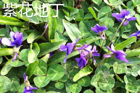 Chinese violet