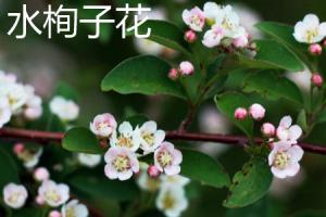 The difference between watercress flower and branching watercress flower