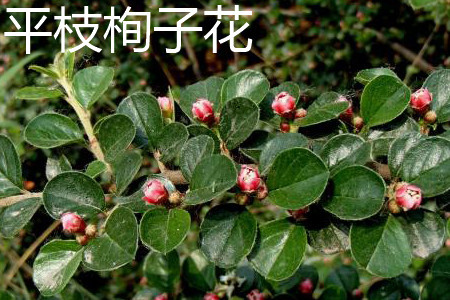 cotoneaster horizontalis 