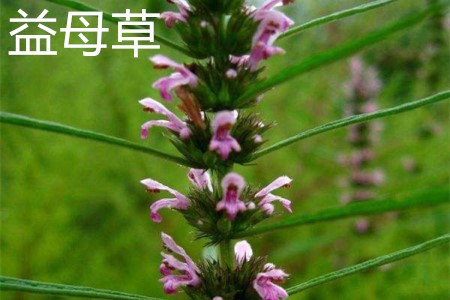 Motherwort