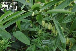 The difference between Polygonatum and Rehmannia glutinosa