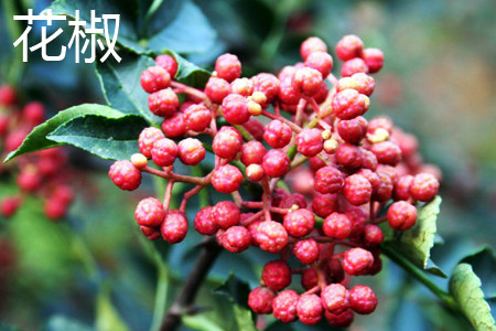 Sichuan Pepper. jpg