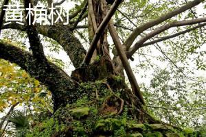 The difference between Huangjue tree and Huangjue orchid