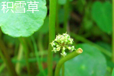 Centella asiatica