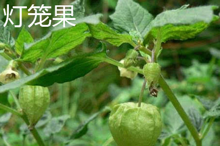 Lantern fruit