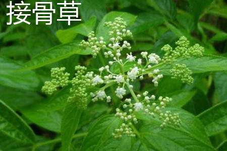 Elderberry flower jpg