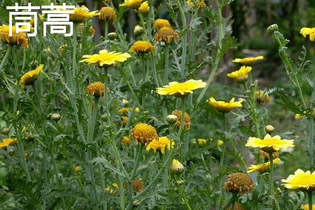 Chrysanthemum blooms jpg