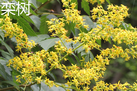 Koelreuteria Paniculata