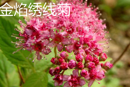 Golden Flame Spiraea