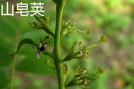 Gleditsia sinensis