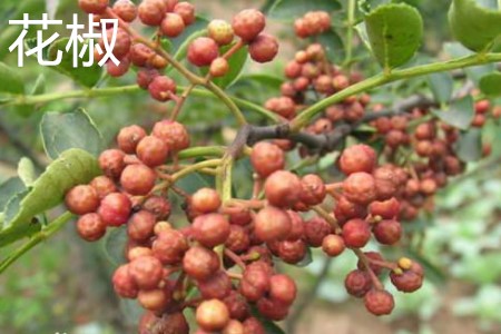 Sichuan Pepper