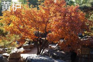 The difference between Cotoneaster and Cotoneaster