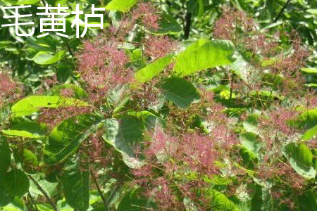 Cotinus tomentosa flower jpg