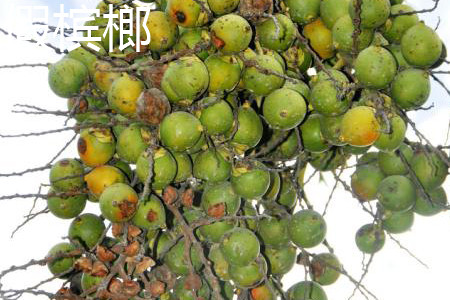 False betel nut jpg