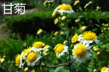 Chamomile flowers jpg