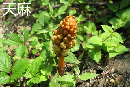 Gastrodia elata Blume