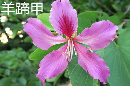 Bauhinia