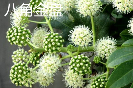 Fatsia japonica