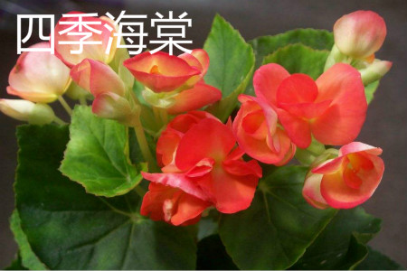 Begonia tuberous 