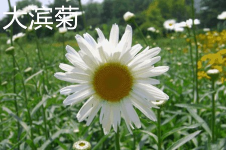 Daisy, flower jpg