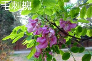 Differences between Robinia pseudoacacia and Robinia pseudoacacia