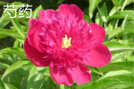 Chinese herbaceous peony