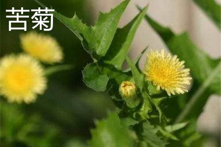 Bitter chrysanthemum flowers jpg