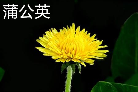 Dandelion