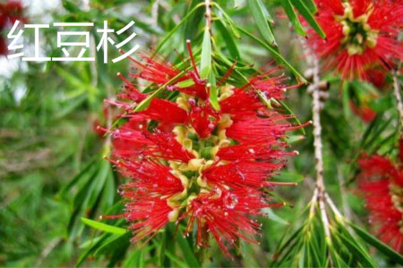 Yew flower jpg