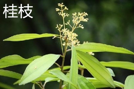 Osmanthus fragrans jpg