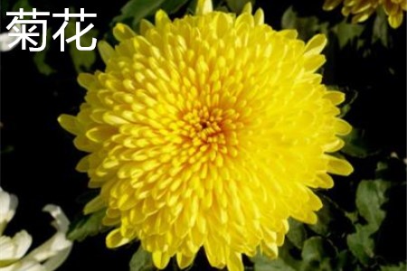 Chrysanthemum. jpg