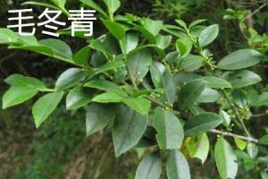 The difference between Ilex pubescens and Kuding tea