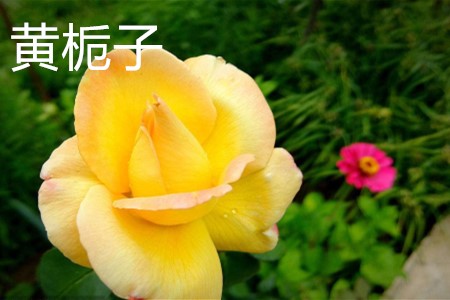 Yellow Gardenia, flower jpg