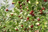 The difference between wild jujube and hawthorn