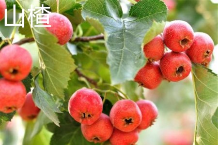 Hawthorn fruit jpg