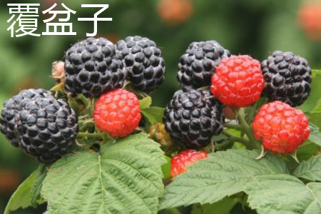 Raspberry fruit