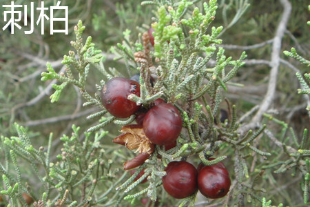 Juniper fruit