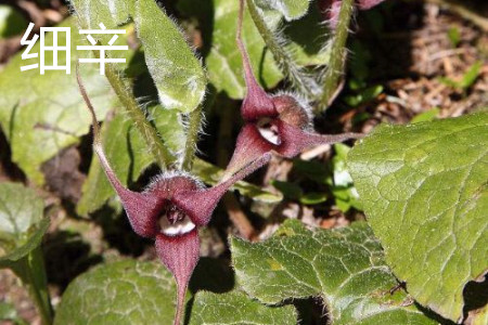 Asarum flower