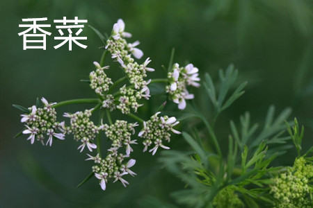 coriander