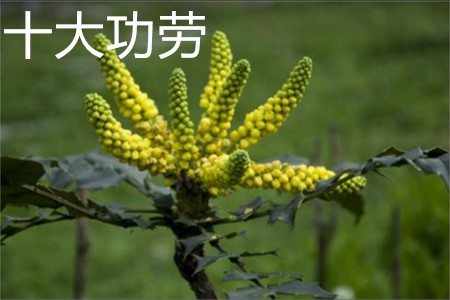 Ten Mahonia