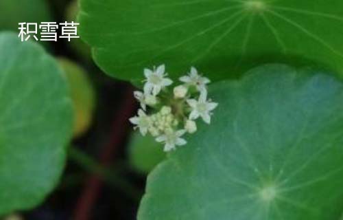 Centella asiatica