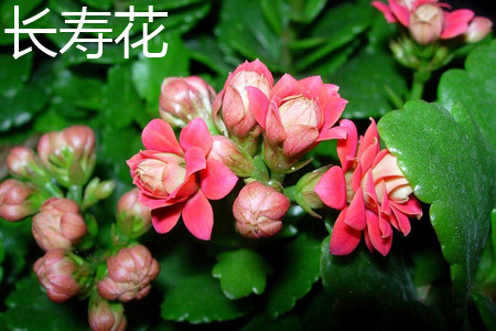 Longevity flower