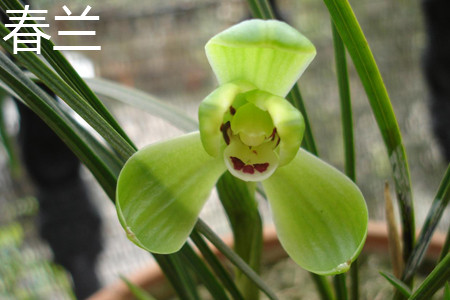 cymbidium